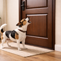 Mon chien aboie à la porte : comment retrouver le calme quand ça sonne