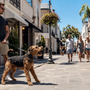 Airedale Terrier qui aboie beaucoup : comment canaliser son énergie sans bras de fer ?
