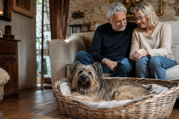 Berger des Pyrénées qui aboie beaucoup : comment calmer son hypervigilance sans saturer son cerveau ?