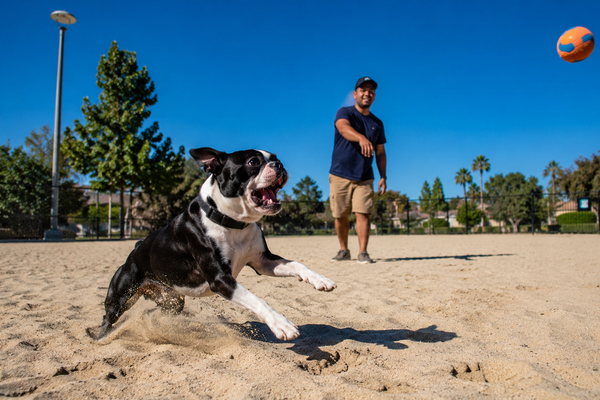 Boston Terrier qui aboie beaucoup : comment canaliser son excitation sans le brusquer ?