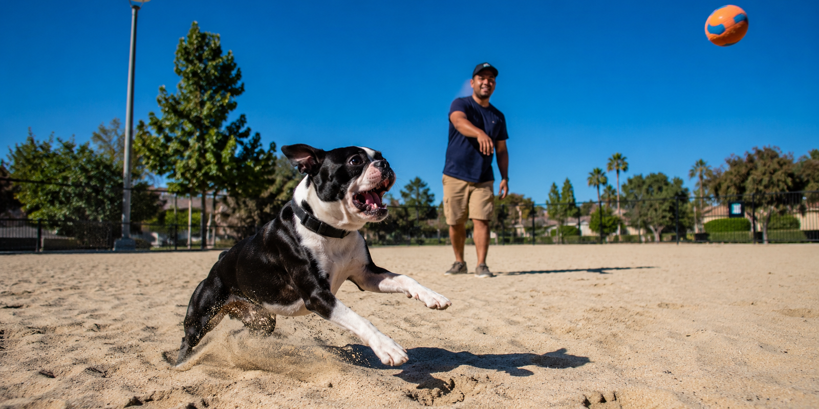 Boston Terrier qui aboie beaucoup : comment canaliser son excitation sans le brusquer ?
