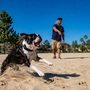 Boston Terrier qui aboie beaucoup : comment canaliser son excitation sans le brusquer ?