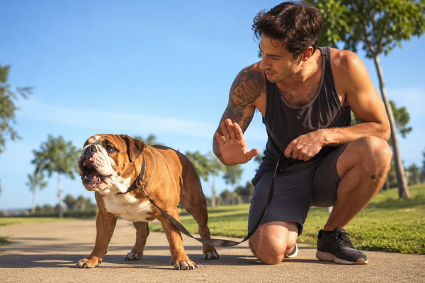 Bulldog Anglais qui aboie beaucoup : comment l’aider à redescendre sans l’exciter davantage ?