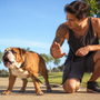 Bulldog Anglais qui aboie beaucoup : comment l’aider à redescendre sans l’exciter davantage ?