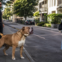 Bulldog Continental qui aboie beaucoup : comment l’aider à redescendre sans le brusquer ?