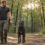 Cane Corso qui aboie beaucoup : comment calmer sa vigilance sans rapport de force ?