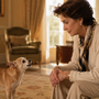 Chihuahua qui aboie beaucoup : comment le calmer sans le brusquer ?