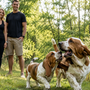 Basset Hound qui aboie ou hurle beaucoup : comment gérer sa voix sans le frustrer ?