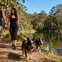 Bouvier Australien qui aboie beaucoup : comment canaliser son intensité sans l’épuiser davantage ?