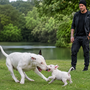 Bull Terrier qui aboie beaucoup : comment canaliser son caractère sans entrer dans le bras de fer ?