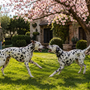 Dalmatien qui aboie beaucoup : comment canaliser son excitation sans casser son énergie ?