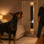 Mon chien aboie au moment du coucher : comment installer une fin de journée calme sans le gronder ?
