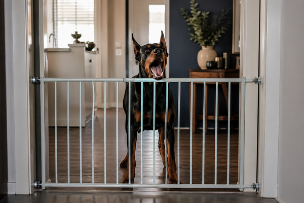 Mon chien aboie quand il doit rester derrière une barrière, une porte ou une séparation : comment calmer cette frustration ?