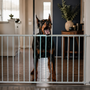 Mon chien aboie quand il doit rester derrière une barrière, une porte ou une séparation : comment calmer cette frustration ?