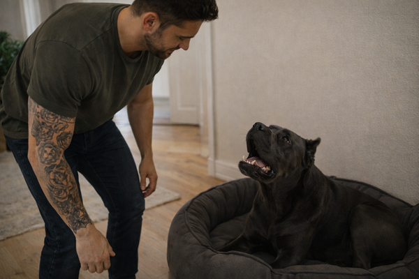 Mon chien aboie quand j’approche de son panier ou de son couchage : comment réagir sans escalade