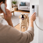 Mon chien aboie à l’interphone : comment retrouver une entrée plus calme à la maison