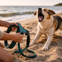 Mon chien aboie quand je lui mets le harnais : comment retrouver des départs plus calmes