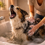Chien qui aboie pendant les soins : que faire ?