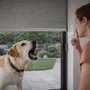 Mon chien aboie aux volets ou aux stores électriques : comment retrouver le calme