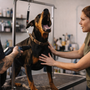 Mon chien aboie chez le toiletteur : comment le préparer sans le brusquer