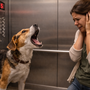 Mon chien aboie dans l’ascenseur ou la cage d’escalier : comment retrouver le calme