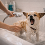 Mon chien aboie pendant le bain : comment le calmer sans transformer ça en combat