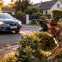 Mon chien aboie sur les voitures devant la maison : comment casser la boucle d’alerte