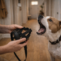 Mon chien aboie quand on lui met une muselière : comment l’habituer sans conflit