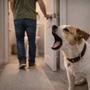 Mon chien aboie quand je vais aux toilettes : comment retrouver le calme
