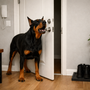 Mon chien aboie quand je prends ma douche : comment le rassurer sans créer une habitude