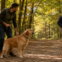 Golden Retriever qui aboie beaucoup : comment canaliser son enthousiasme sans casser sa douceur ?