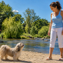 Lhassa Apso qui aboie beaucoup : comment calmer son alerte sans renforcer son rôle de petit gardien ?