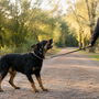 Mon chien aboie après la promenade : comment l’aider à redescendre au lieu de repartir en excitation ?