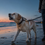 Labrador qui aboie beaucoup : comment canaliser sa joie sans le laisser monter trop vite ?