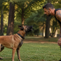 Malinois qui aboie beaucoup : comment canaliser son alerte sans rapport de force ?