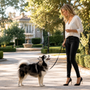 Pomsky qui aboie ou hurle beaucoup : comment gérer ses vocalises sans le frustrer ?