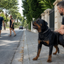 Rottweiler qui aboie beaucoup : comment canaliser sa vigilance sans rapport de force ?