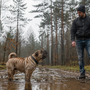Shar Pei qui aboie beaucoup : comment calmer sa vigilance sans le braquer ?