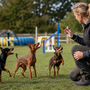 Pinscher nain qui aboie beaucoup : comment calmer son alerte sans le surprotéger ?